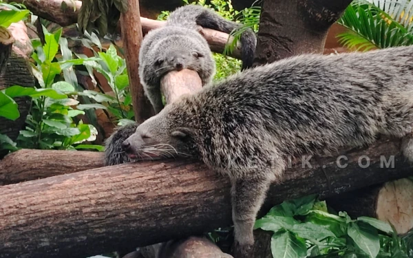 Thumbnail Berita - [FOTO] Melihat Kelucuan Hewan Penghuni Kebun Binatang Surabaya