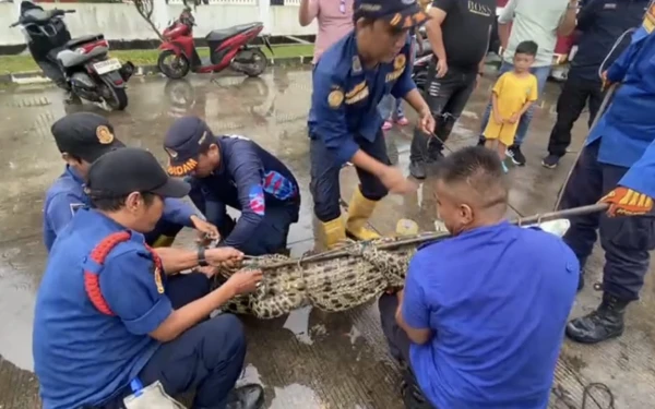Thumbnail Damkar Lagi, Damkar Lagi! Kali Ini Sigap Evakuasi Buaya Nyasar Masuk Saluran Air Pabrik di Banyuasin