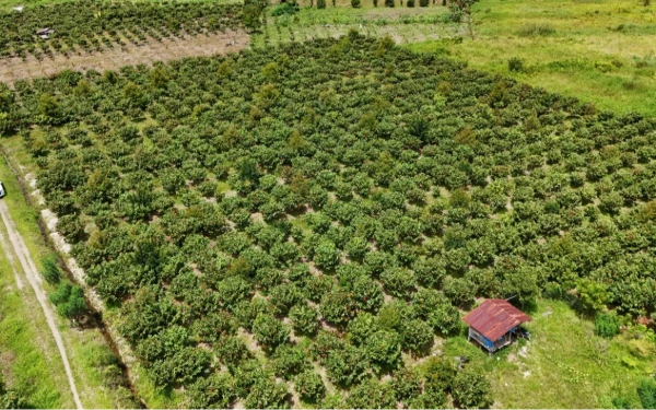 Thumbnail Berita - Produktivitas Rendah, Kakao Indonesia Perlu Intervensi Kebijakan Serius