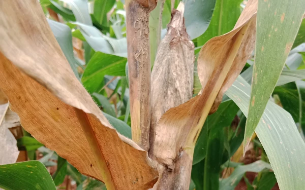 Thumbnail Berita - Respons Keluhan Petani Panceng, Kadis Pertanian Gresik Terjunkan Tim POPT Pantau Wabah Jagung