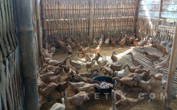 Thumbnail Berita - Peternakan Itik Petelur di Kendal Jadi Penopang Ketahanan Pangan dan Ekonomi Keluarga