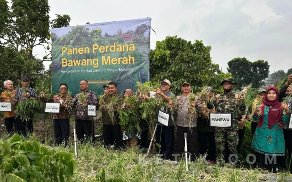 Menghidupkan Kembali Lumbung Pangan Mataram, Bupati Sleman Panen Bawang Merah di Sugih Waras Farm