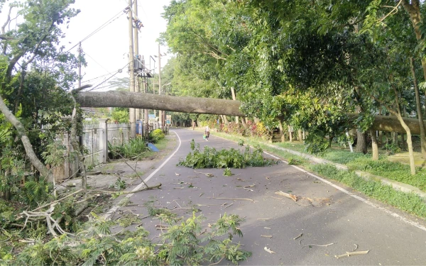 Thumbnail Angin Kencang Terjang Kota Malang, Pohon Tumbang di 5 Titik, Satu Warga Terluka