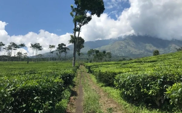 Thumbnail Berita - Pesona Kebun Teh Wonosari, Destinasi Wisata Sejuk Favorit Wisatawan di Kabupaten Malang