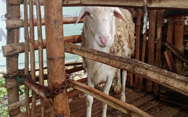Thumbnail Berita - Harga Kambing Anjlok, Peternak di Kabupaten Gresik Terpaksa Jual Murah