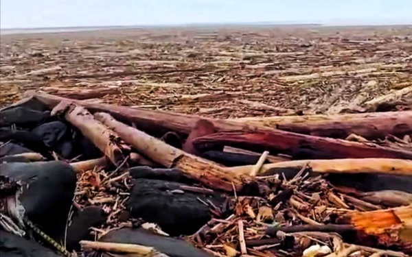 Thumbnail Berita - Kayu Hanyut dari Banjir Besar Aceh Segera Dimanfaatkan untuk Pemulihan Pascabencana