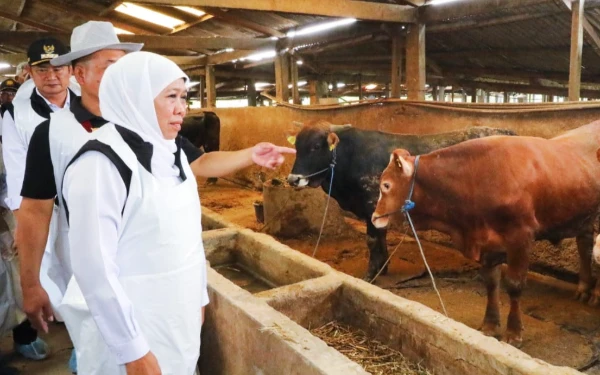 Thumbnail Berita - Gubernur Khofifah Kirim 453 Ribu Dosis Vaksin untuk Kendalikan PMK di Jawa Timur