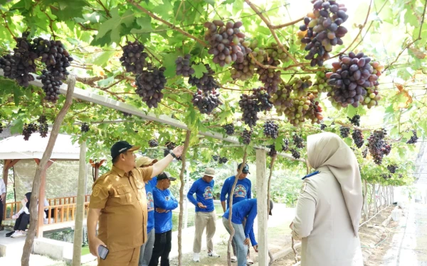 Thumbnail Berita - Bukti Kerja GTRA, Kebun Anggur Duyu Bangkit Jadi Kawasan Agrowisata Favorit