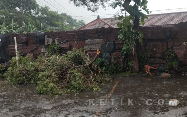 Thumbnail Berita - Surabaya Hujan Disertai Angin Kencang Sebabkan Pohon Tumbang