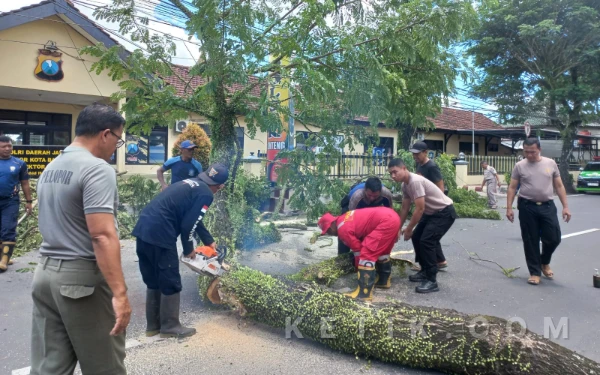 Thumbnail Berita - Pohon Tumbang di Genteng Banyuwangi Nyaris Timpa Kantor Polsek, Lalin Sempat Terganggu