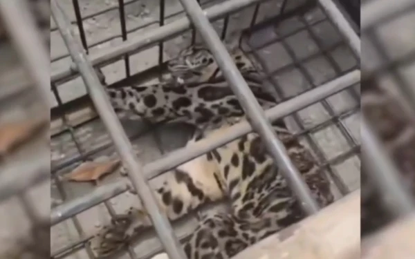 Thumbnail Berita - Macan Dahan Gegerkan Permukiman Warga di Lahat, Dievakuasi Setelah Dua Jam Kejar-kejaran