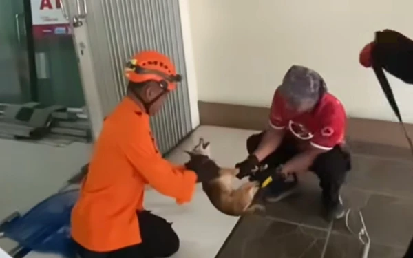 Thumbnail Berita - Tim Call 112 Surabaya Evakuasi Dua Anjing, Ditemukan Warga Berkeliaran di Jalan Babatan dan Kertajaya