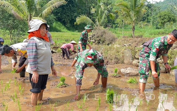 Thumbnail Berita - Satgas TMMD 127 Kodim Situbondo Gotong Royong Tanam Padi di Sawah Milik Warga Setempat