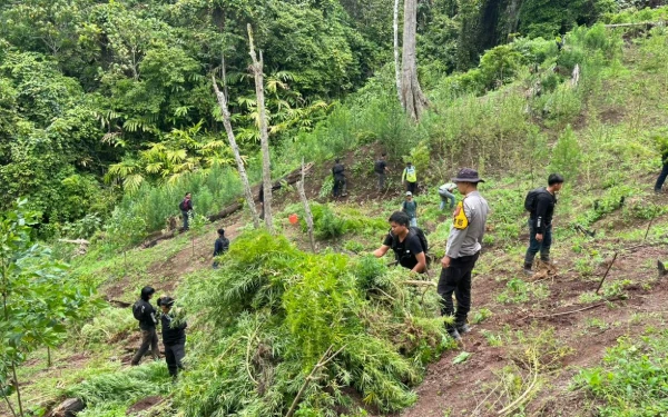 Thumbnail Berita - Polisi Temukan Kebun Ganja di Perbukitan Muara Pinang, Tersangka Sempat Direbut Warga