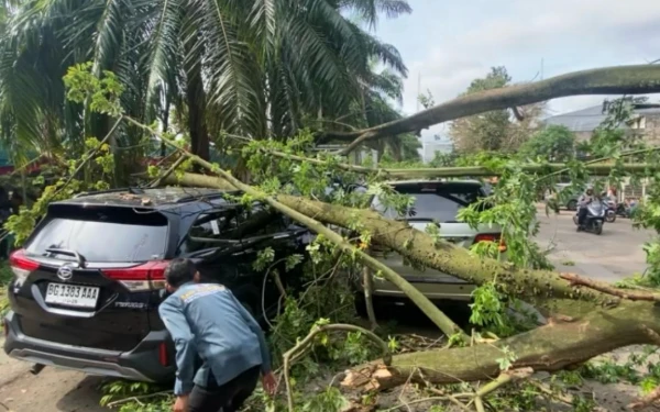 Pohon Tua di Depan Kantor Camat Ilir Timur I Palembang Ambruk, Tiga Minibus Ringsek