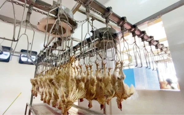 Thumbnail Berita - Gejolak Global Ancam Ketahanan Pangan, Pemerintah Perkuat Industri Unggas Nasional