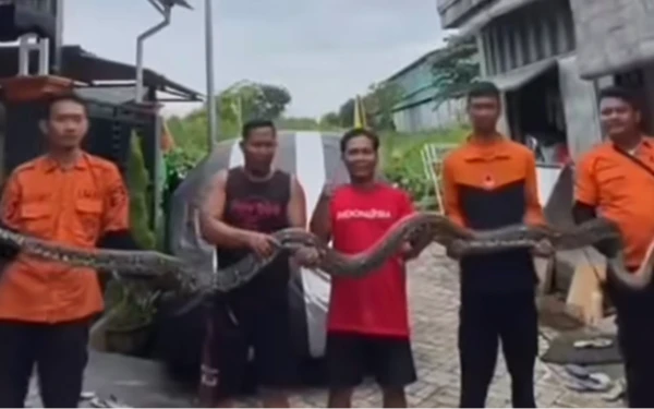 Thumbnail Ngeri! Ular Sanca 4 Meter Dievakuasi dari Bawah Lantai Rumah di Pakal Nagan Surabaya