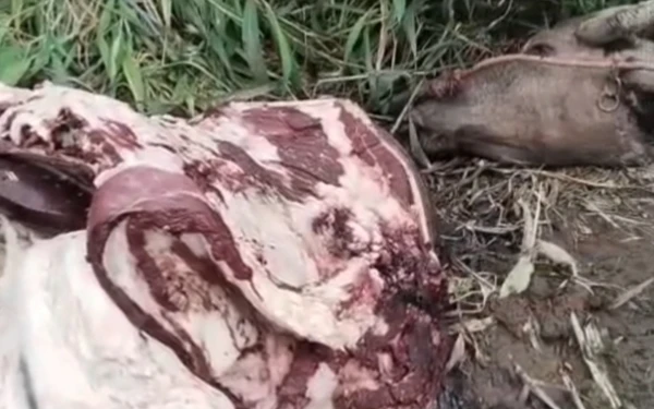 Thumbnail Berita - Kerbau Kondisi Terpotong Ditemukan Di Tengah Ladang Tebu
