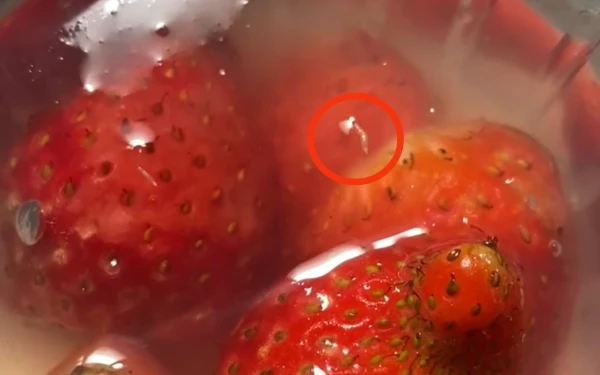 Thumbnail Berita - Geger! Puding Stroberi Menu MBG di Lowokwaru Malang Ditemukan Berbelatung