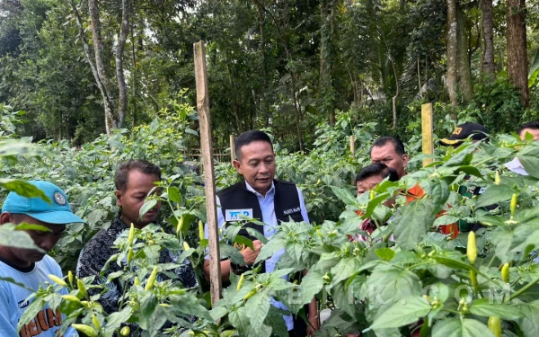 Thumbnail Berita - Membara! Harga Cabai di Kota Malang Tembus Rp100 Ribu, Suntikan Pasokan Luar Belum Mempan