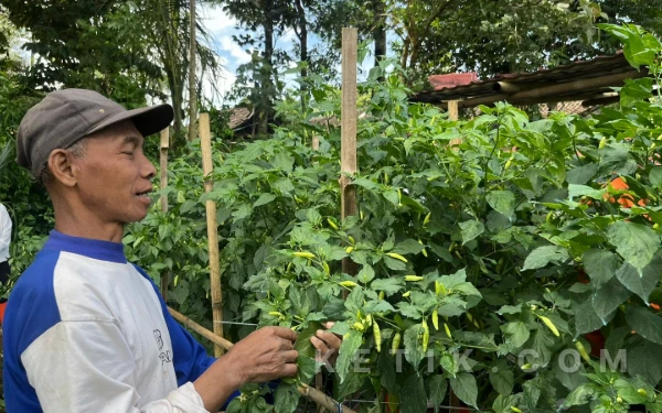Thumbnail Berita - Kota Malang Hasilkan 4.000 Ton Cabai dalam Setahun, Permintaan Meningkat Akibat Kedatangan Mahasiswa