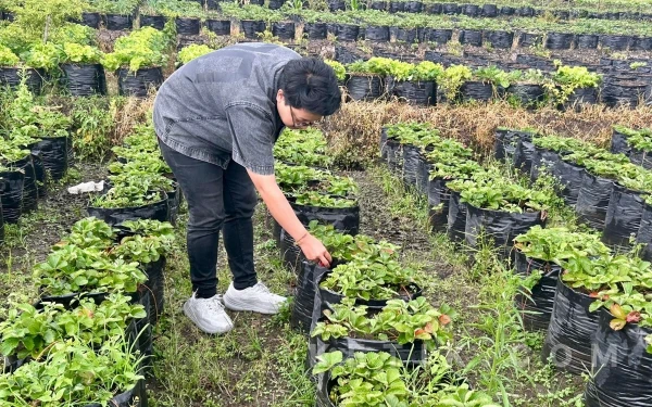 Thumbnail Berita - Yuk, Isi Libur Lebaran dengan Wisata Alam Petik Stroberi Segar di Desa Pandanrejo Kota Batu