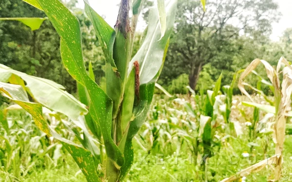 Thumbnail Berita - Sorgum, Solusi Pangan Tangguh di Tengah Ancaman Kemarau Kering 2026