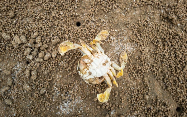 Thumbnail Berita - Bukan Sedang Mainan, Ini Alasan Kepiting Pantai Membuat Bola-Bola Pasir!