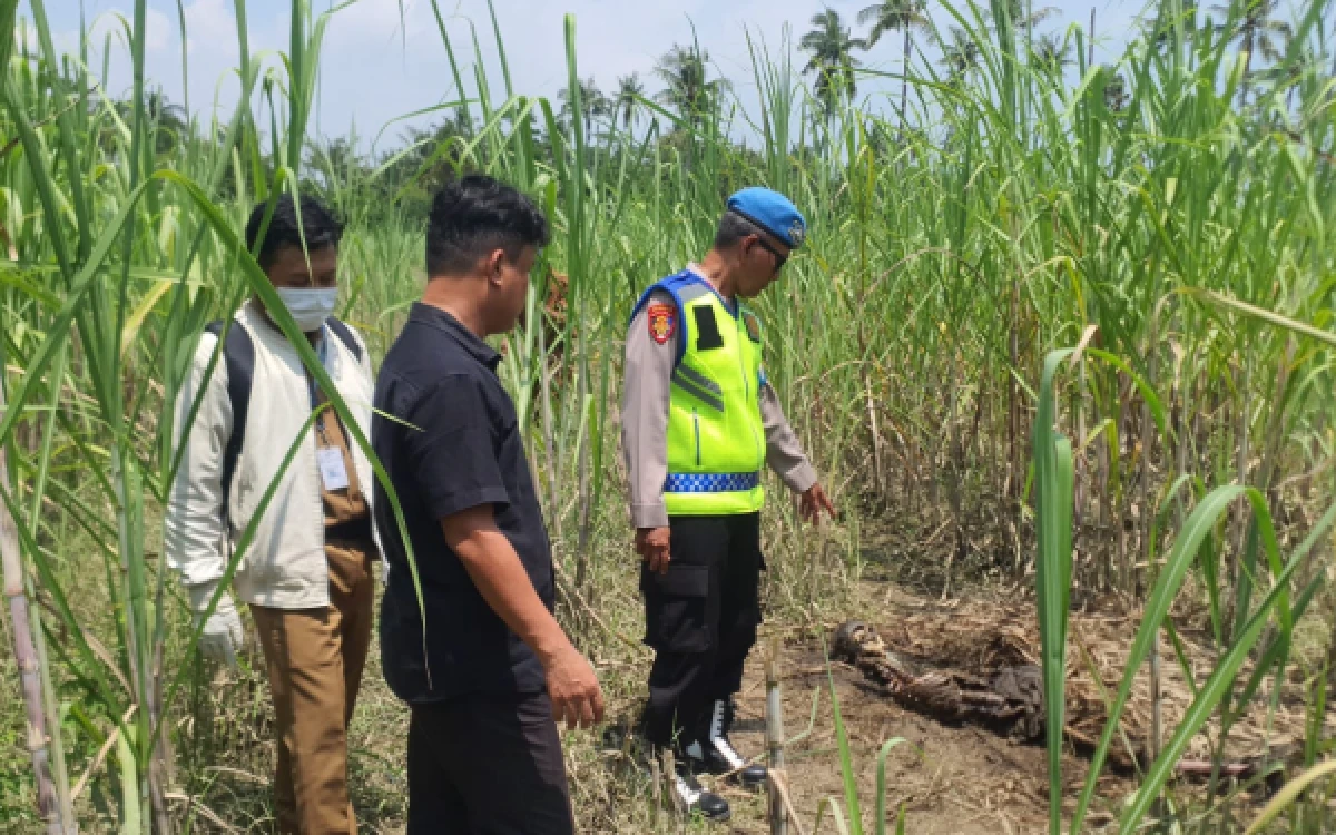 Thumbnail Berita - Geger! Kerangka Manusia Tanpa Identitas Ditemukan di Lahan Tebu Ulujami Pemalang