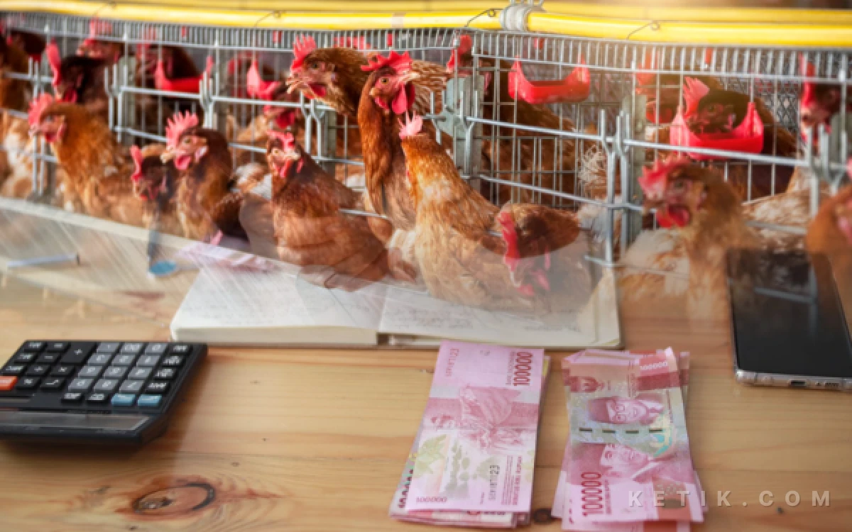 Thumbnail Berita - Pengadaan Ayam Petelur BUMDes Lae Gecih Aceh Singkil Diduga Fiktif, APH Diminta Proaktif