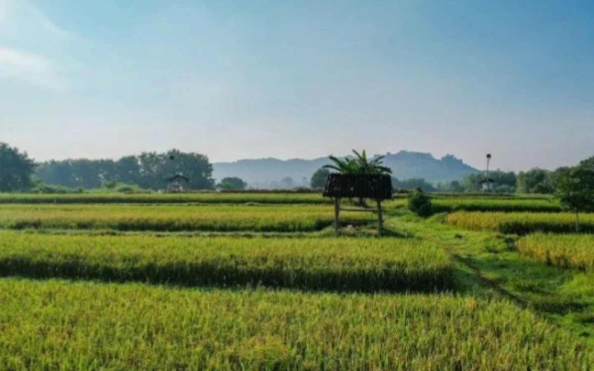 Thumbnail Berita - ATR/BPN Dukung Swasembada Pangan Lewat Penguatan Tiga Kebijakan