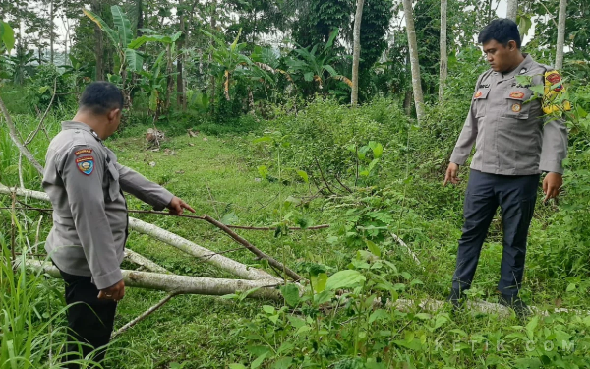 Thumbnail Berita - Hendak Ambil Perkakas di Kebun, Warga Pacitan Tewas Tertimpa Pohon Sengon saat Hujan