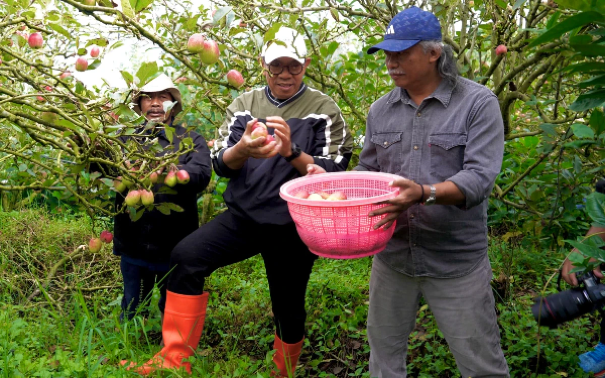 Lahan Apel di Kota Batu Kian Tergerus, Pemkot Siapkan Langkah Penyelamatan