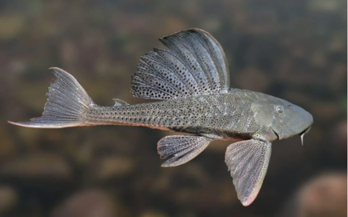 Thumbnail Berita - Viral Ikan Sapu-Sapu, Ancaman Serius bagi Ekosistem Sungai dan Kesehatan Lingkungan