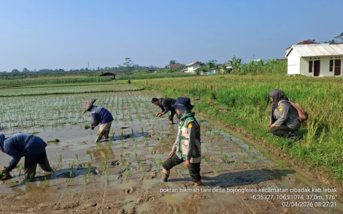 Thumbnail Berita - Pemkab Lebak Tambah Sawah Baru 217 Hektare, 4 Kecamatan Jadi Lokasi