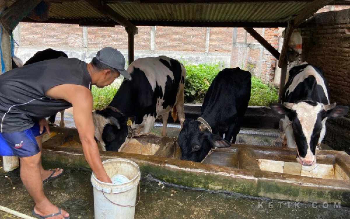 Thumbnail Berita - Stok Sapi Lokal Seret, Pemkot Malang Pertimbangkan Datangkan Sapi Impor untuk Idul Adha