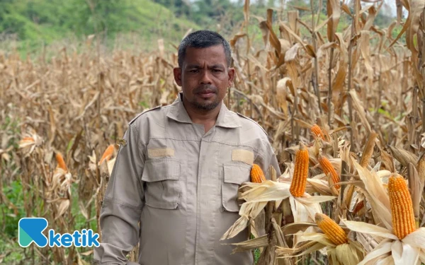 Thumbnail Berita - Hasil Panen Jagung Capai 150 Ton, Abdya Berpotensi Jadi Daerah Penyuplai Jagung di Aceh