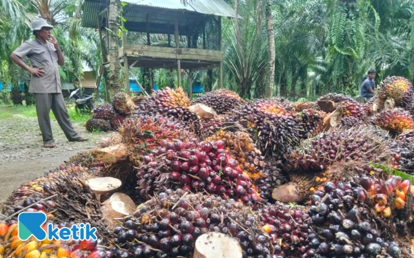 Thumbnail Berita - Wow! Dalam Sehari, Upah Pemanen Sawit di Abdya Tembus Rp1,8 Juta