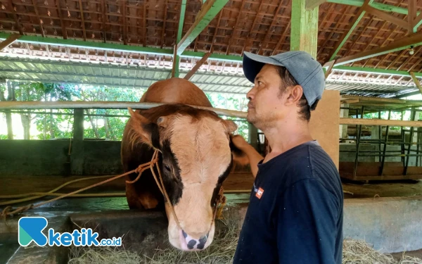 Thumbnail Berita - Sapi Milik Anis Senilai Rp90 Juta Jadi Hewan Kurban Presiden Prabowo Subianto di Tuban