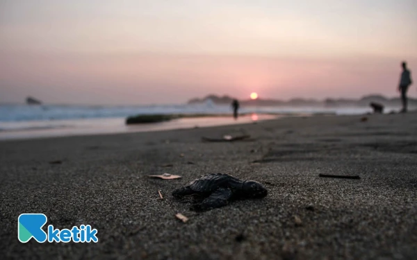 Thumbnail Gak Perlu Filter! 5 Pantai di Malang Ini Punya Golden Hour Paling 'Mahal' buat Feed Akhir Tahun