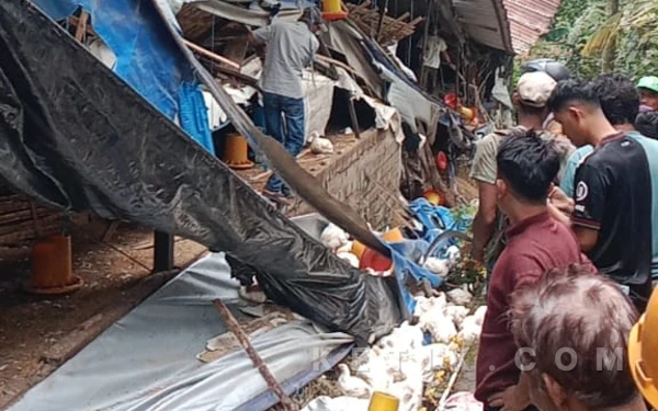 5 Pekerja Tertimpa Kandang Ayam Ambruk di Kabupaten Malang, 1 Tewas dan 1 Masih Dicari