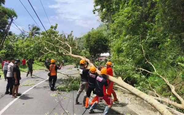 Thumbnail Berita - Waspada! Belasan Pohon Besar di Pacitan Tumbang Gegara Angin Kencang
