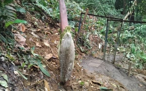 Thumbnail Berita - Fenomena Langka! Amorphophallus titanum Mekar Sempurna di Kebun Raya Bogor Setelah 12 Tahun