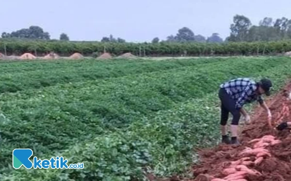 Thumbnail Mengulik Program Mendiang AYW, Ubi Jalar Sepanjang Tepi Jalan Wayamiga Babang