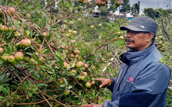 Thumbnail Bukan Cuma Hijau! Kenali 4 Varietas Apel Batu yang Paling Hits: Mana yang Cocok untuk Dimakan atau Dijadikan Sari?