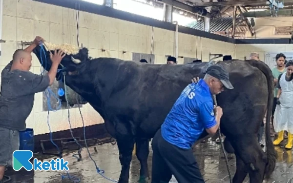 Thumbnail Berita - MPU Aceh Ajar Imam dan Pengusaha Rumah Jagal di Abdya Cara Sembelih Hewan Sesuai Syar'i