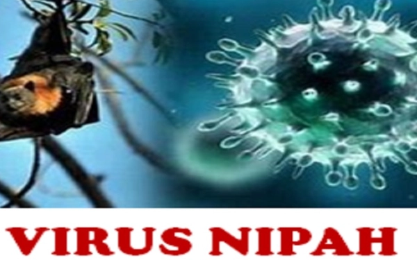 Thumbnail Waspada Virus Nipah: Fatalitas Tinggi, Pakar UGM Ingatkan Pentingnya Deteksi Dini dan Kesiapan Sistem Kesehatan
