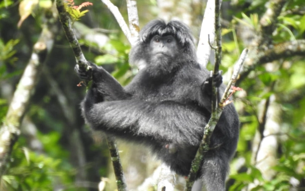 Thumbnail Tinggal 9 Kelompok, Lutung Jawa di Lereng Arjuno Terancam Punah