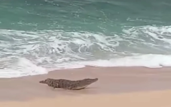 Thumbnail Geger! Buaya Besar Muncul di Pantai Ngliyep Malang, Wisatawan Diminta Jauhi Pantai