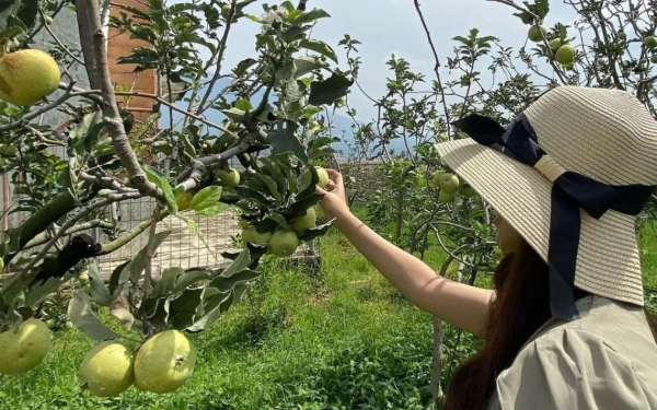 Thumbnail Wajib Kunjung! 3 Agrowisata Petik Apel Terbaik di Kota Batu, Paling Manis dan Harganya Gak Bikin Kantong Jebol